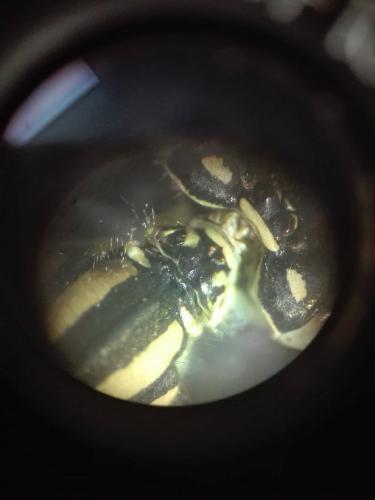 Erythromma lindenii